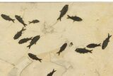 Stunning Natural Green River Fossil Fish Mural - Wyoming #327747-3